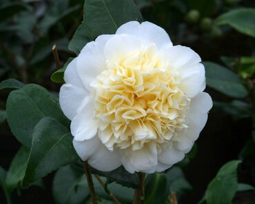 Camellia Brushfield's Yellow 4 litre - image 2