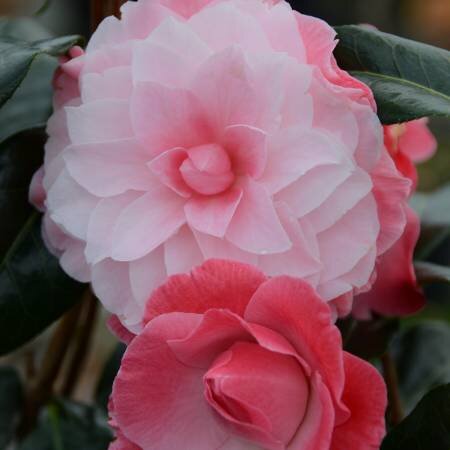 Camellia Buttons n Bows 8 Litre