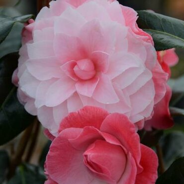 Camellia Buttons n Bows 8 Litre