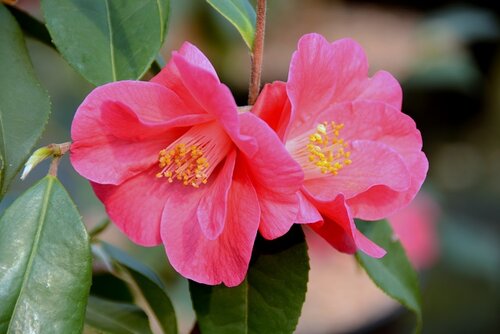 Camellia Champetre Crimson Candles 4 Litre