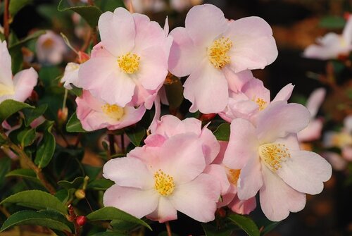 Camellia Champetre Fairy Blush 4 Litre
