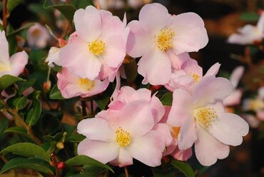 Camellia Champetre Fairy Blush 4 Litre