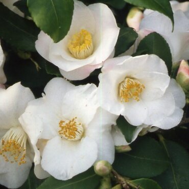 Camellia Champetre Quintessence 4 Litre