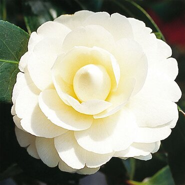 Camellia Dahlonega 4 Litre