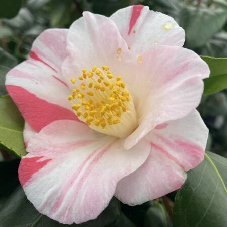 Camellia Diego Suarez 20 Litre