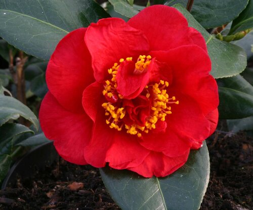 Camellia Dr Burnside 4 Litre - image 1