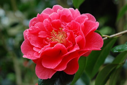 Camellia Dr Clifford Parks 12 Litre