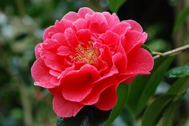 Camellia Dr Clifford Parks 12 Litre