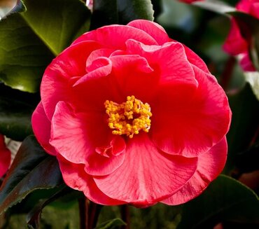 Camellia Dr King 7.5  Litre