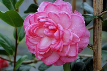 Camellia Dream Boat 4 Litre