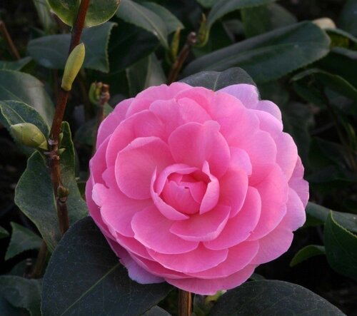 Camellia EG Waterhouse 4 Litre - image 1
