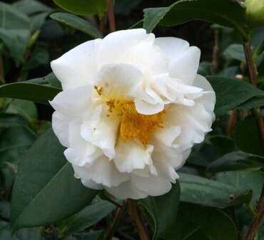 Camellia ETR Carlyon 8 Litre