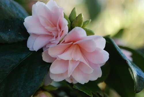 Camellia Fleur De Pecher 8 Litre