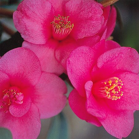 Camellia Gay Baby 20 Litre