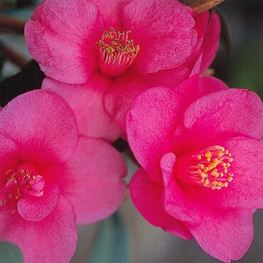 Camellia Gay Baby 20 Litre