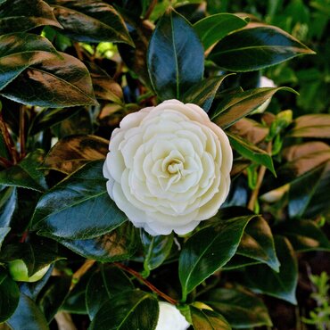 Camellia Golden Anniversary 4 Litre - image 1