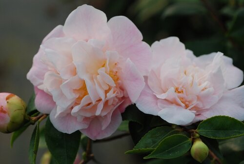 Camellia High Fragrance 12 Litre