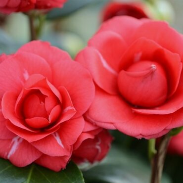 Camellia Il Gioiello 8 Litre