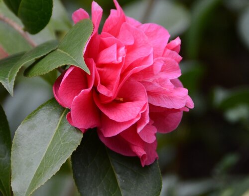 Camellia Illumination 4 Litre