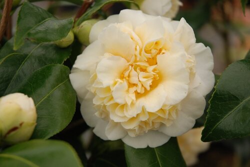 Camellia Jury's Yellow 4 Litre