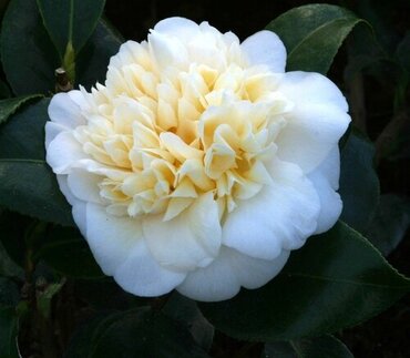 Camellia Jury's Yellow 7.5 Litre