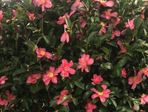 Camellia Kanjro Multi-Stem - image 1