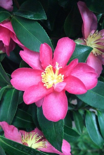 Camellia Kanjro Multi-Stem - image 2