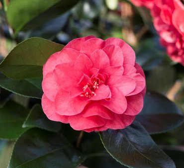 Camellia Lady Campbell 4 litre