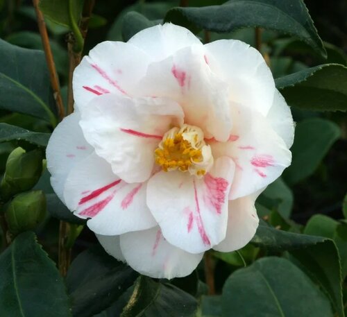 Camellia Lady Vansittart 4 Litre