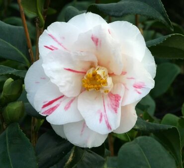 Camellia Lady Vansittart 4 Litre