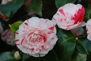 Camellia Lavinia Maggi 4 Litre
