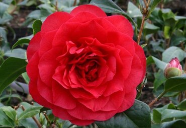 Camellia Les Jury 4 Litre - image 1