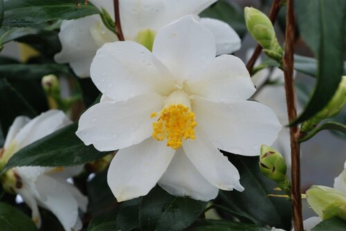 Camellia Lily Pons 20 Litre