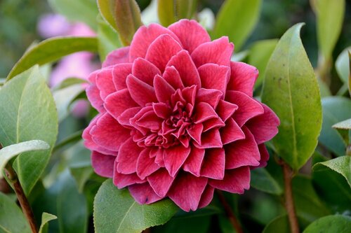 Camellia Manuroa Road 4 Litre