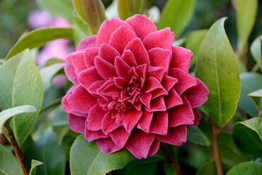 Camellia Manuroa Road 4 Litre