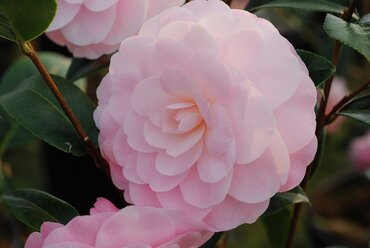 Camellia Mimosa Jury 4 Litre