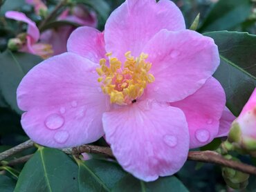 Camellia Minato No Akebono 20 Litre
