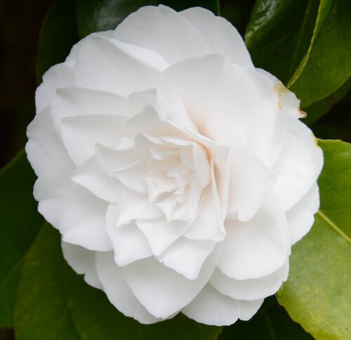 Camellia Pape Jean Xxiii 12 Litre