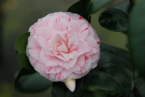 Camellia Pr Filippo Parlatore 8 Litre