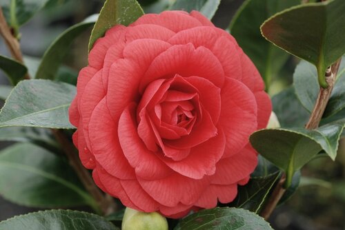Camellia Red Red Rose 8 Litre