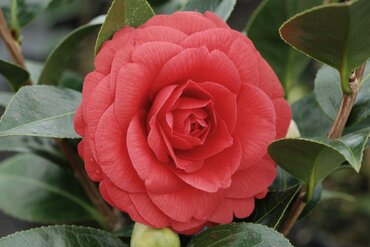 Camellia Red Red Rose 8 Litre
