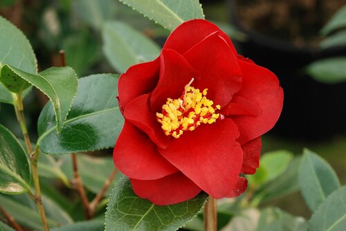 Camellia Royal Velvet 4 Litre