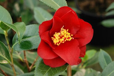 Camellia Royal Velvet 4 Litre