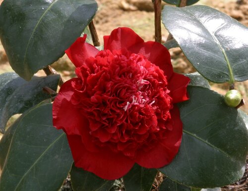 Camellia Ruby Wedding 4 Litre - image 1