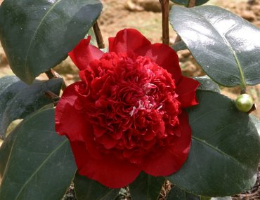 Camellia Ruby Wedding 4 litre