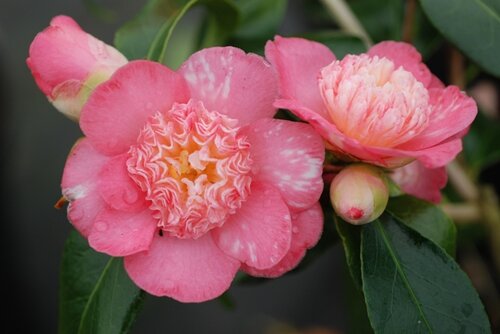 Camellia sasanqua Baby Sis Pink 4 Litre