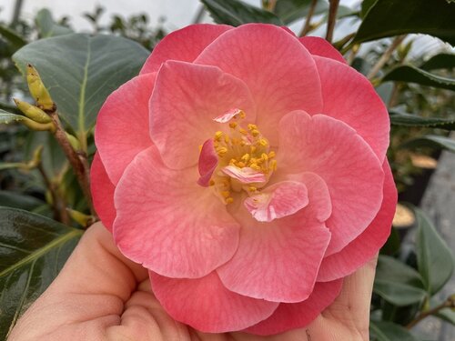 Camellia sasanqua Beniguet 8 Litre
