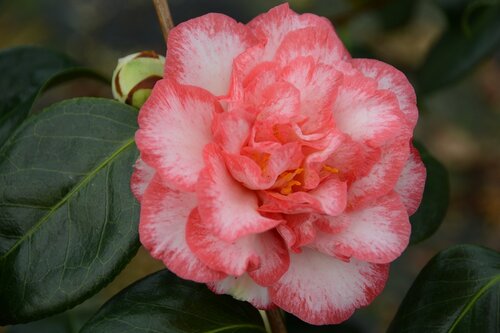 Camellia sasanqua Betty's Beauty 8 Litre