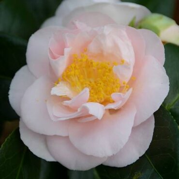 Camellia sasanqua Coco 12 Litre