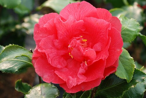 Camellia sasanqua Holly Bright 4 Litre